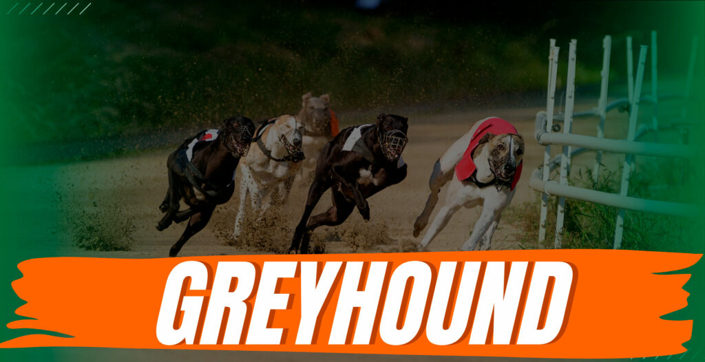 Which platforms offer greyhound betting